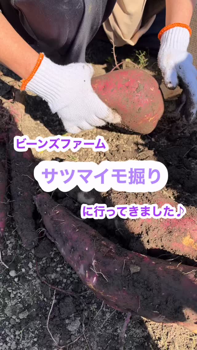 さつまいも掘りをしました！🍠今年は大きいさつまいもが多く、大きさや形にびっくり！！大喜びの子どもたちでした😊💓土に触れながら、一生懸命さつまいもを掘り出し、収穫する楽しさを味わいました🌱秋ならではの体験を楽しむことができました🍂✨最後に里芋も掘らせていただき、大きい葉っぱに大興奮！とても楽しそうに遊